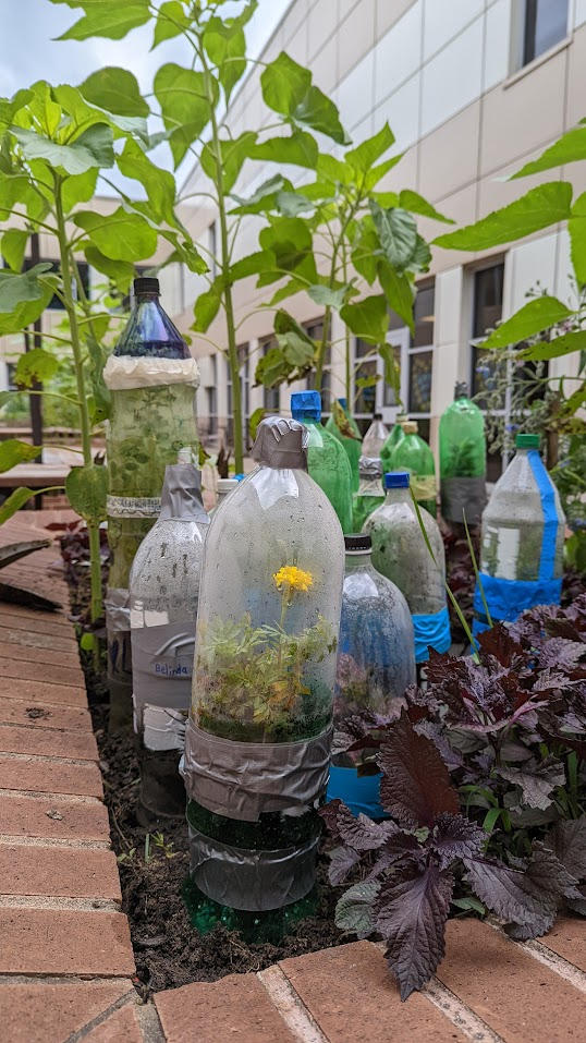 Student-built bottle ecology project